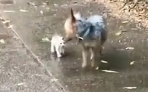 約克夏帶流浪貓回家！沿路回頭叮嚀：別跟丟