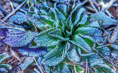 冷氣團來襲！大雪山清晨裹上「白色糖霜」 天池水面也結冰