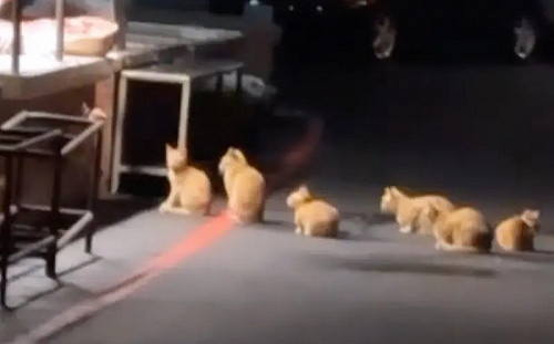 橘貓軍團半夜現身菜市場！集體等宵夜萌翻了