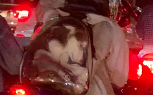 把哈士奇硬塞入寵物背包！高雄動保處出手了