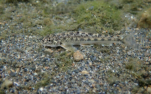 3種瀕危淡水魚棲地受破壞！林業署急啟動「跨機關保育平台」