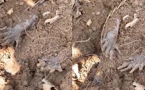 土堆露出「僵硬黑化小手」！他勇敢拉出嚇到