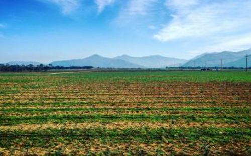 外傳屏東老埤農場將變更為光電案場？農業部打臉：400公頃農地哪能說變就變