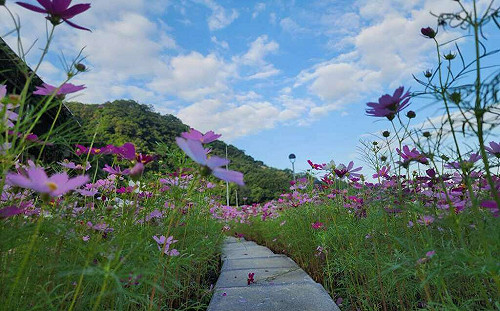 台北賞花小旅行！南港生態公園百花齊放  繽紛如仙境