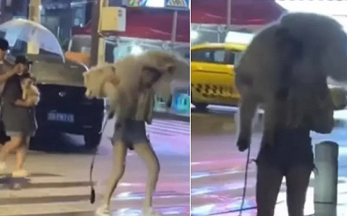 突下雨了！妹子扛薩摩耶過馬路　隔壁狗無言