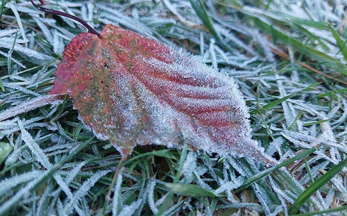 玉山下探0度！塔塔加植物結霜 雪白世界美翻