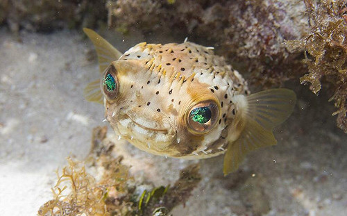 驚！河豚毒性比氰化鈉毒千倍  專家：加熱也無法破壞毒性