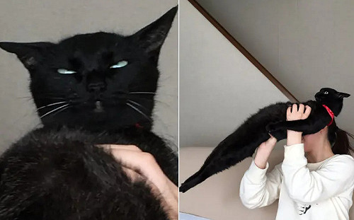鋼鐵黑貓養13年不給抱　白眼全身直挺挺爆紅