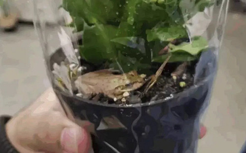 IKEA買盆栽藏驚喜！男近看「牠在呼吸」愣爆