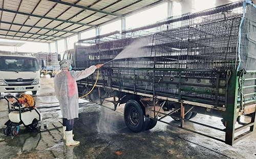 禽流感襲台！雲林古坑雞場中鏢  撲殺蛋雞1.5萬隻