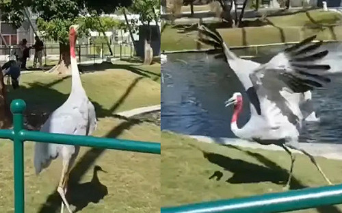 赤頸鶴狂秀曼妙舞姿！遊客讚：不輸專業舞者