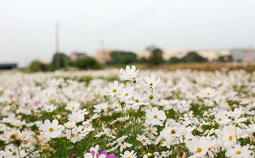 體驗白色浪漫！「嘉義花海生活節」12/2登場 18公頃花海拍美照