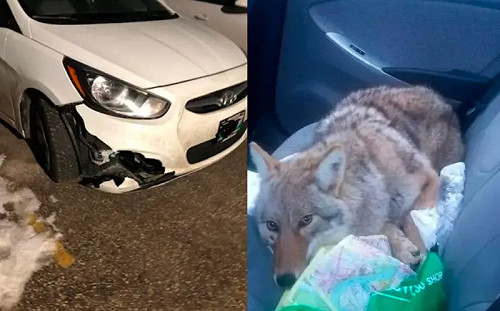 男子開車撞到哈士奇！同事傻眼：牠不能上車