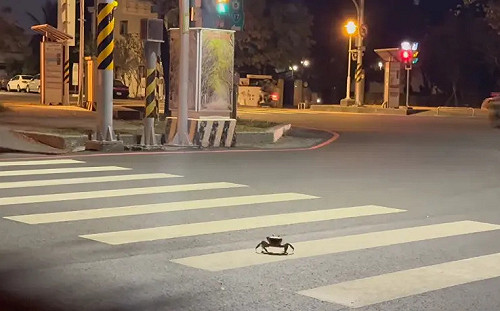 比台灣人還守規定！螃蟹「綠燈過馬路」被拍