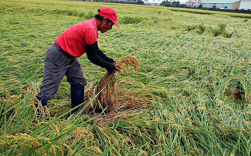 卡努豪雨釀千萬農損 花蓮最慘佔50％