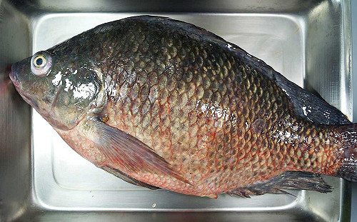 吳郭魚染病  鄭文燦 : 全面撲殺 全面補償