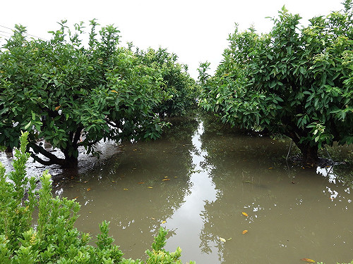 梅雨農損4,149萬  嘉義縣損失最嚴重