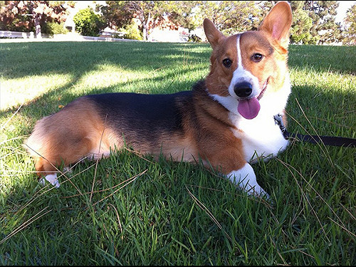 抓抓抓！潮濕或跳蚤？狗狗皮膚病對策大全（上）