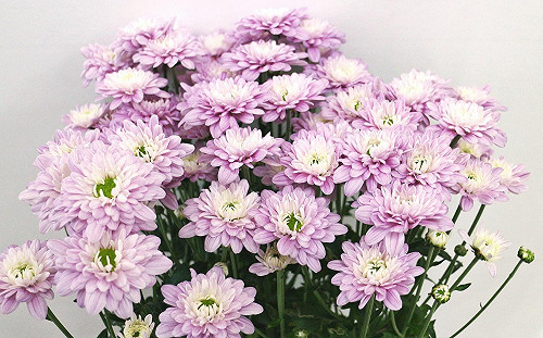 夏天也是賞花天！菊花新品種擁「戀愛夢幻色」超浪漫