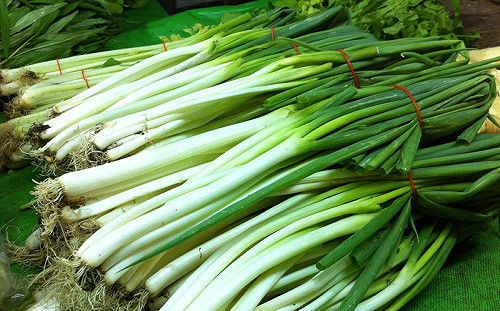 宜蘭三星蔥遭蟲害及颱風雙重夾擊  面臨價格崩盤危機