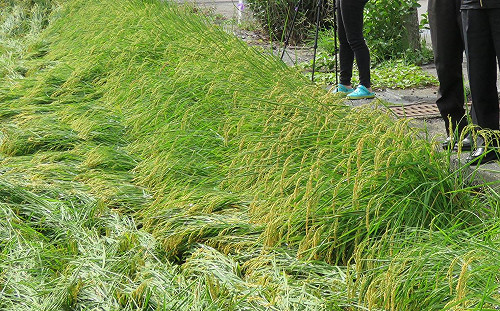 農損數字繼續飆 農委會：已突破3千萬