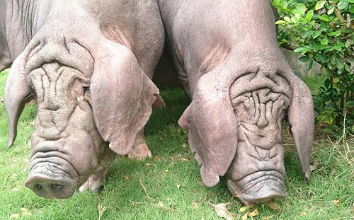 口蹄疫拔針7月上路  落實防疫一年後可望恢復非疫區