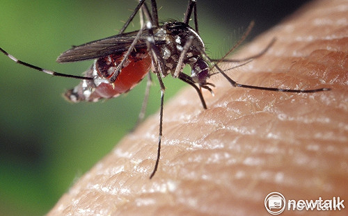 本土登革熱增4例！疾管署：蚊媒風險仍存在