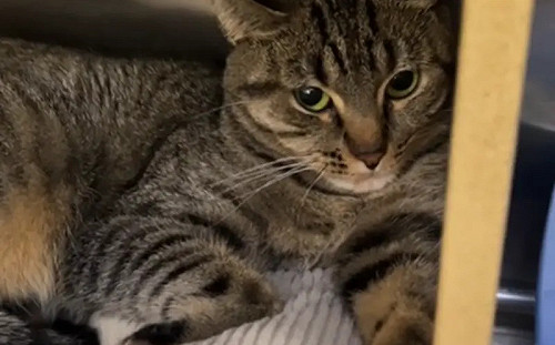 虎斑貓「太貪玩」慘遭退養！縮鐵籠憂鬱