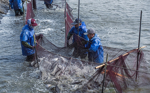 侯友宜趙少康批漁電共生政策  經濟部：用假訊息操作仇恨 傷害產業競爭力  
