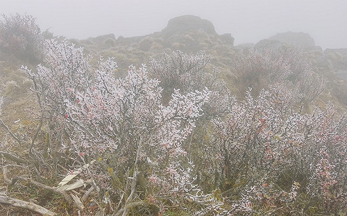 超美！玉山零下6.6度   白茫茫「霧淞美景」如仙境