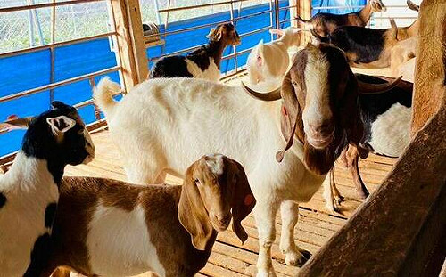 乳羊場檢出布氏桿菌！疾管署：該場不對外開放觀光遊玩