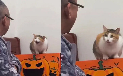 三花貓對嗆爸爸！一聽「你自己找吃的」當機