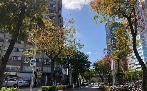 紅葉美景！北市中華路林蔭大道葉片轉紅  越冷越美