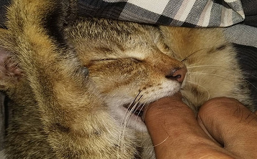 貓咪常「咬一口又舔人」在幹嘛！行家曝原理