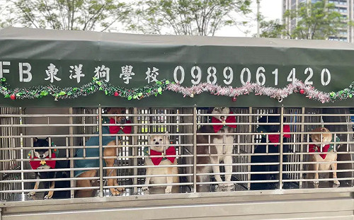 高雄驚見「聖誕汪列車」！萬人嗨翻