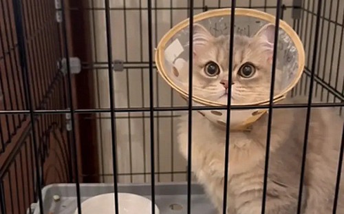 (影)貓咪結紮完「回家改說狗語」！飼主超茫然