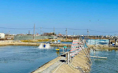 萬斤虱目魚凍死！農業部：損失逾20%啟動救助