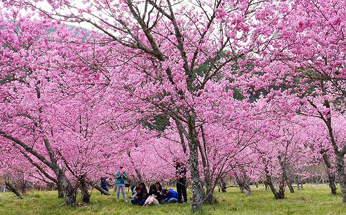 武陵櫻花季要來了！4大交管措施一次看