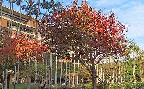 追楓林美景拍美照！寒流加持  北市「3街道」楓葉轉紅