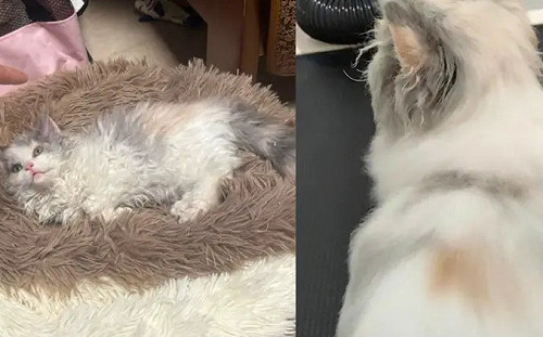 美容院收「1坨打結毛球」！洗澡吹直糗翻了