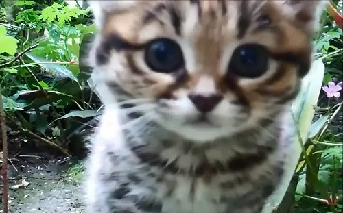 非洲最致命的不是獵豹！超萌小貓是致命殺手