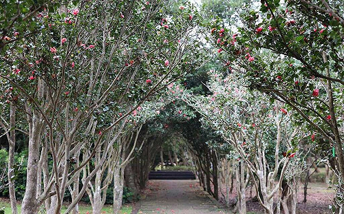 繽紛花卉免費賞！台北茶花展1/5登場 「花海隧道」超好拍