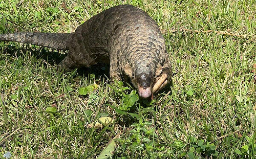 封園3個月傳驚喜！奧萬大喜見穿山甲   可愛散步模樣公開