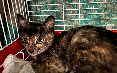 犬貓入境符合條件「免隔離」！新制 2月下旬上路