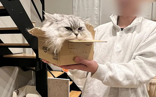 剩一顆貓頭！主人拿起小紙箱傻眼：根本液體