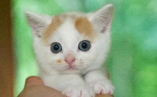 撿到仙氣美貓鄰居超羨慕！成年長相翻轉哭了