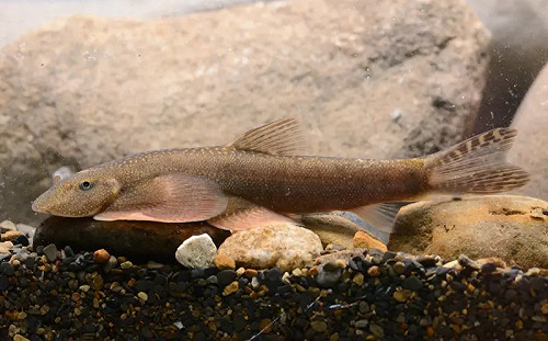 玉山發現新台灣特有種！「玉山間爬岩鰍」登國際期刊