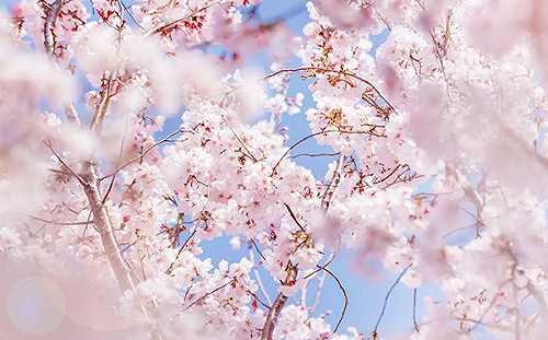 2024日本「櫻花盛開」預報！一圖掌握各地滿開最佳觀賞期