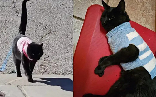黑貓天天回家穿新衣！她傻眼：有第二個家？