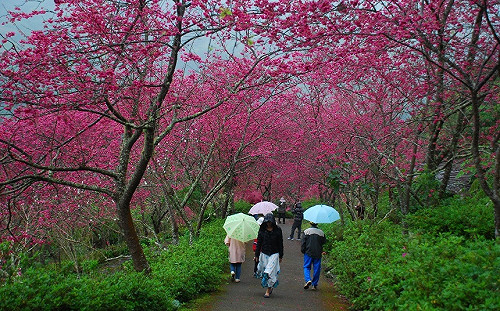 台東特色農遊！壯觀五彩稻田彩繪  多元手作體驗超好玩